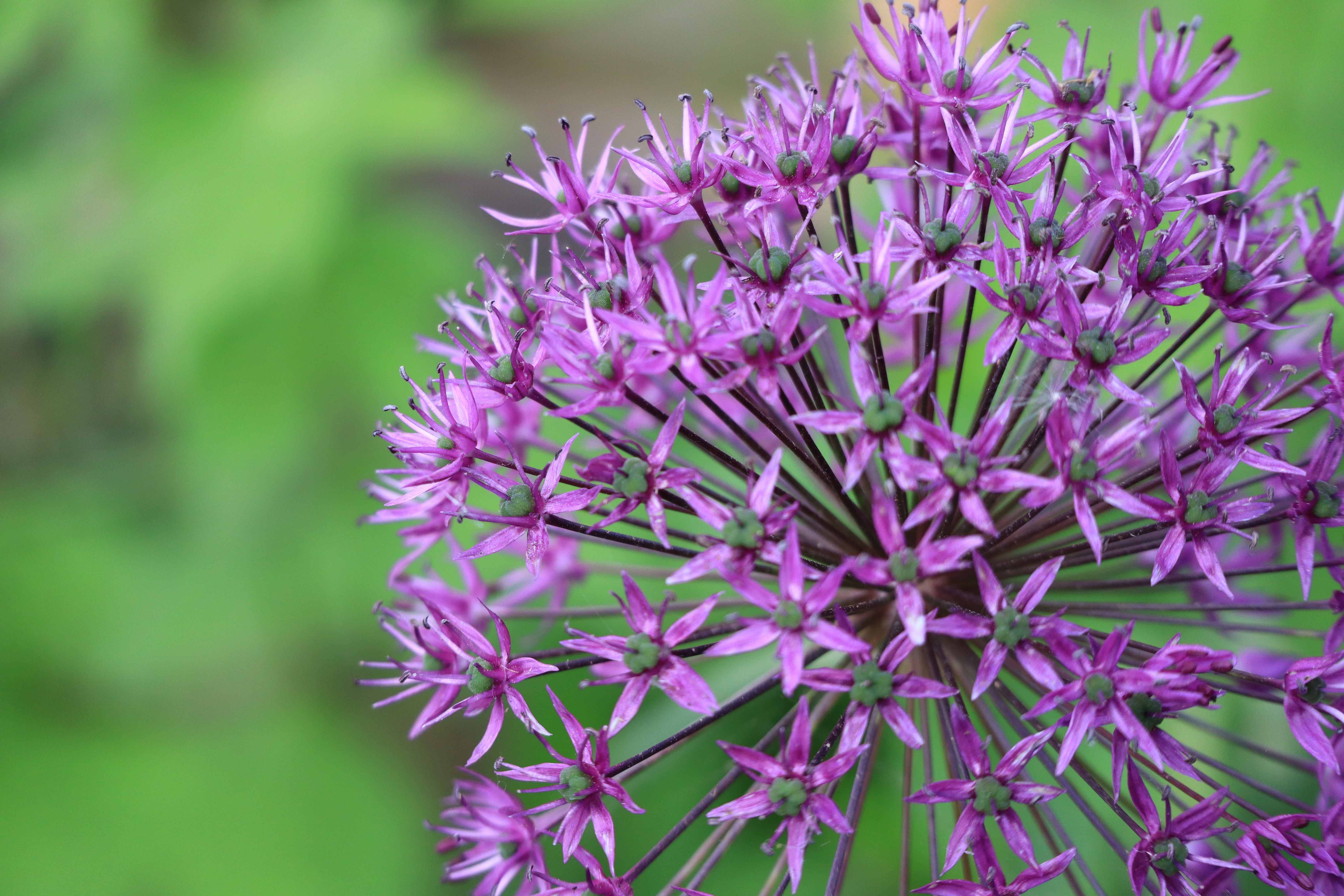 allium